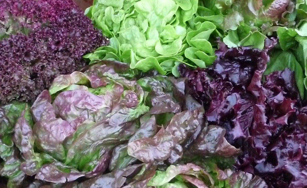 All summer long we have the choice of the freshest of fresh lettuce. After this, winter is especially hard.