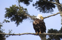 You need an Eagle Eye to watch Eagles