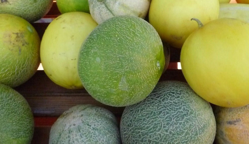 I am always surprised to find such sweet melons so far north. Small and sweet.